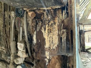 Holzzerstörende Organismen